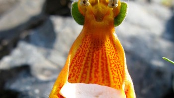 Ini adalah Calceolaria uniflora , tanaman yang berasal dari Tierra del Fuego di bagian selatan Amerika Selatan. Calceolaria uniflora adalah tanaman pegunungan yang hanya tumbuh setinggi 10 cm. Foto: Boredpanda Foto: Boredpanda