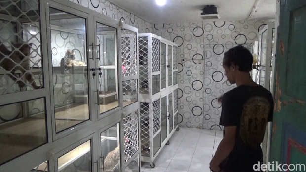 Hermansyah pembudidaya Kucing Bengal di Lumajang