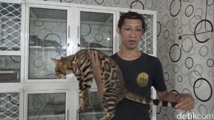 Hermansyah pembudidaya Kucing Bengal di Lumajang