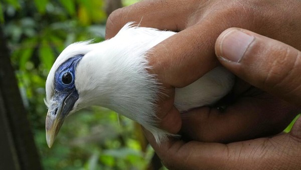 Jenis burung yang pernah kerap diburu untuk perdagangan illegal karena harganya pernah menyentuh puluhan juta.