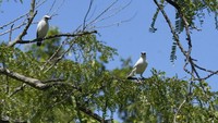Pada tahun 1988 burung ini terdaftar sebagai hewan terancam punah oleh International Union for Conservation of Nature. Kemudian pada tahun 1994 statusnya ditingkatkan menjadi sangat terancam punah.