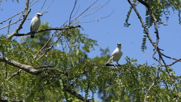Pada tahun 1988 burung ini terdaftar sebagai hewan terancam punah oleh International Union for Conservation of Nature. Kemudian pada tahun 1994 statusnya ditingkatkan menjadi sangat terancam punah. Pada tahun 1988 burung ini terdaftar sebagai hewan terancam punah oleh International Union for Conservation of Nature. Kemudian pada tahun 1994 statusnya ditingkatkan menjadi sangat terancam punah.