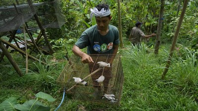 Mampir ke Penangkaran Jalak Bali, Si Putih nan Lincah Terancam Punah