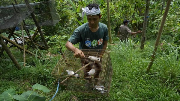 Burung ini sangat sulit ditemui di habitatnya, Bali Barat. Berdasarkan data BirdLife International, jumlahnya di alam tak lebih dari 50 ekor. Ini alasan kenapa upaya penangkarannya digenjot.