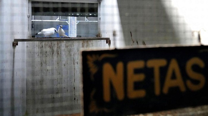 Mengintip Penangkaran Jalak Bali, Si Putih nan Lincah yang Terancam Punah A Bali mynah prepared to be released into the wild perch on three branches inside an enclosure in Tabanan, Bali, Indonesia on April 17, 2022. Capture of the highly sought collector's item in the international cage bird trade for more than a century coupled with habitat loss led to the bird being listed as