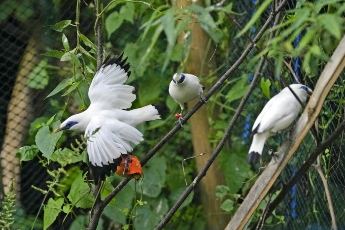 A Bali mynah prepared to be released into the wild perch on three branches inside an enclosure in Tabanan, Bali, Indonesia on April 17, 2022. Capture of the highly sought collectors item in the international cage bird trade for more than a century coupled with habitat loss led to the bird being listed as 
