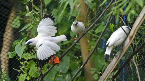 A Bali mynah prepared to be released into the wild perch on three branches inside an enclosure in Tabanan, Bali, Indonesia on April 17, 2022. Capture of the highly sought collectors item in the international cage bird trade for more than a century coupled with habitat loss led to the bird being listed as critically endangered in 1994. By 2001 only a few Bali mynahs were living in the wild with thousands in captivity across the globe, but, a conservation program over the past 10 years has seen success with population now estimated to be more than 400 throughout West Bali National Park. (AP Photo/Tatan Syuflana)