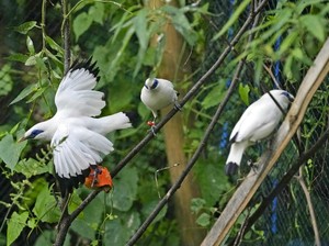 Bali Bird Park:  Harga Tiket, Peta Lokasi dan Jadwal Shownya