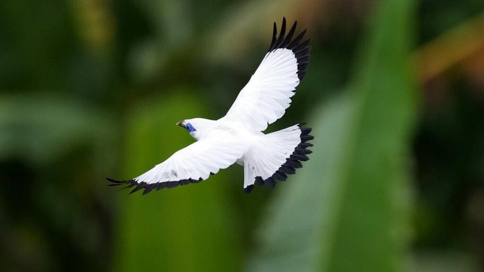 A Bali mynah prepared to be released into the wild perch on three branches inside an enclosure in Tabanan, Bali, Indonesia on April 17, 2022. Capture of the highly sought collectors item in the international cage bird trade for more than a century coupled with habitat loss led to the bird being listed as 