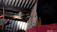  Diketahui, ular sanca itu ditemukan di atap sebuah kontrakan yang berada di kawasan Jatimakmur, Pondok Gede, Bekasi.