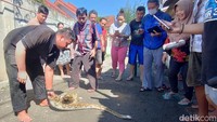 Warga pun secara gotong royong mengevakuasi ular sanca tersebut.