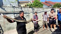 Keberadaan ular sanca itu sontak menghebohkan warga sekitar. Tak sedikit warga yang berdatangan untuk melihat langsung ular sanca tersebut.