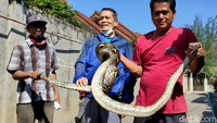 Warga kav Sigma RT 01 RW 02, Jatimakmur, Pondok Gede, Bekasi, memegang ular sanca sepanjang kurang lebih 3 meter yang ditemukan di salah satu rumah warga, Jumat (3/6/2022).