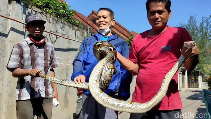 Ngeri! Ini Ular Sanca 3 Meter yang Ditemukan di Rumah Warga Bekasi Ular sanca sepanjang kurang lebih 3 meter ditemukan di atap sebuah kontrakan di Jatimakmur, Pondok Gede, Bekasi. Ini penampakannya.
