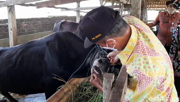Pemeriksaan penyakit mulut dan kuku pada sapi di Brebes