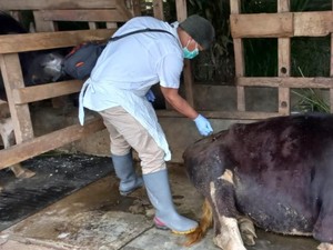 Jelang Idul Adha 1443 H, Pemkab Garut Jaga Ketat Arus Masuk Hewan Ternak