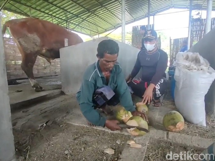 Peternak di Gresik beri minum degan ijo ke sapinya