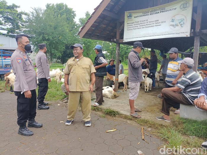 Petugas Dinas Pertanian dan Pangan kabupaten Kendal memeriksa hewan ternak, Jumat (3/6/2022).