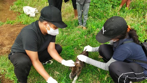 Petugas Distan Buleleng saat melakukan vaksinasi dan eleminasi terukur dan tertarget, terhadap anjing liar di Desa Busungbiu, Jumat (3/6/2022).