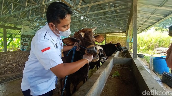 Petugas mengecek hewan sapi milik warga di Kudus, Kamis (12/5/2022).