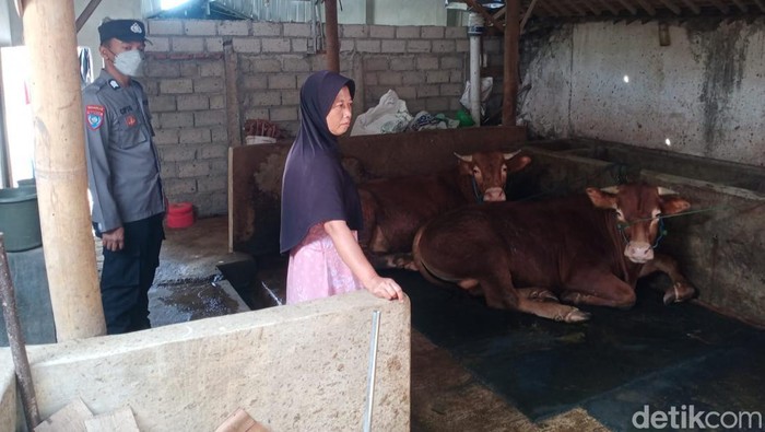 Sapi di Magetan