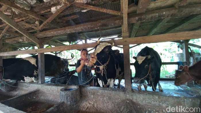 Wabah PMK di Pasuruan makin meluas