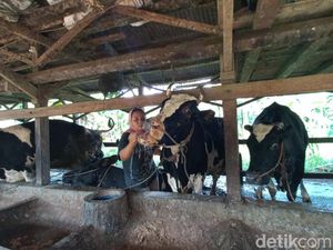 Terus Bertambah, 690 Sapi di 10 Kecamatan Pasuruan Terjangkit PMK