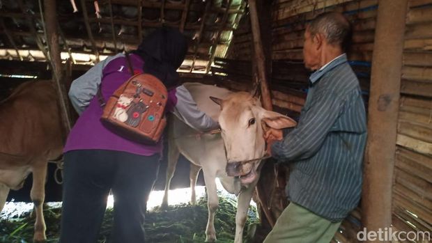 Wabah PMK di Pasuruan makin meluas