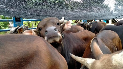 Wabah PMK mengharuskan Karantina Pertanian Denpasar menerapkan standar operasional prosedur (SOP) lalu lintas hewan rentan PMK (HRP) yang ketat.