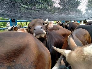 Usai Botabek, Hewan Ternak Terindikasi Kena PMK Ditemukan di Depok