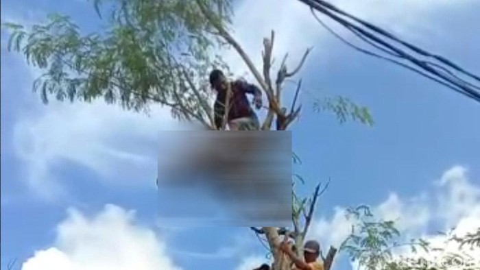 Warga Trenggalek tewas tersengat listrik saat mencari pakan ternak