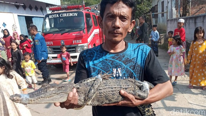 Buaya yang ditemukan di sungai.