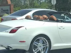 Deretan Foto Unik Mengecoh Mata, Dijamin Bikin Bingung