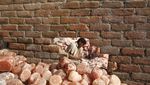 Diambil dari Gunung, Proses Pembuatan Himalayan Salt Ini Sangat Sulit