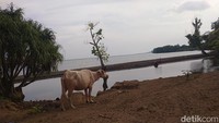 Sementara di sisi timur, untuk mandi dan berkubang para kerbau. Pemandangan ini sungguh menarik dan belum tentu bisa ditemukan di tempat lain. (Faruk Nickyrawi/detikTravel)