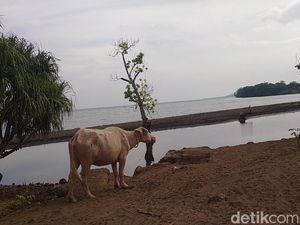 Berwisata ke Pantai Hodo Lewat Jalur Tambora, eh Ada Danau Kubangan Kerbau