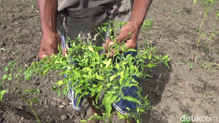 Petani cabai di Lumajang
