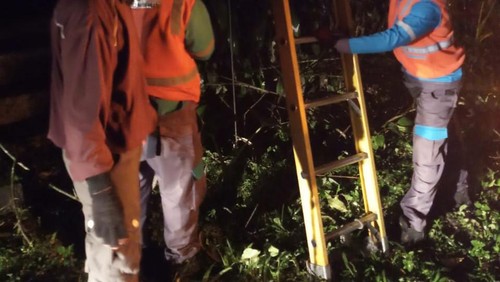 Pohon tumbang menimpa kabel PLN di Jalan Raya Petang menuju Jalan Luwus, Badung hingga menyebabkan listrik di Desa Petang mati total, Jumat (3/6/2022).