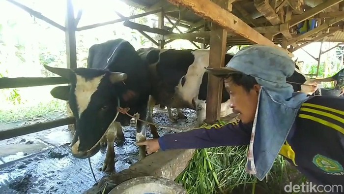 Sebanyak 11 sapi perah di Desa Panditan Pasuruan mati diduga terjangkit PMK.