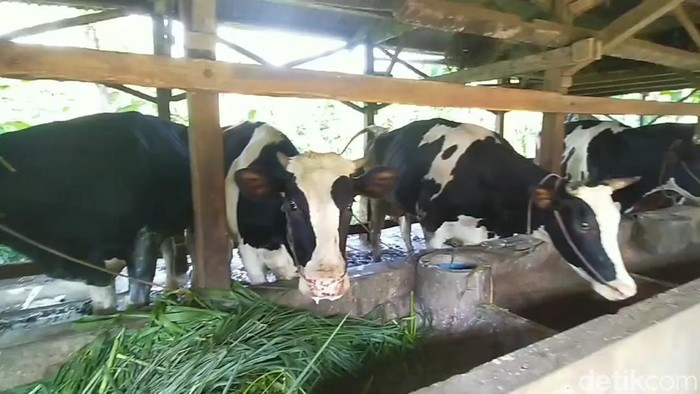 Sebanyak 11 sapi perah di Desa Panditan Pasuruan mati diduga terjangkit PMK.