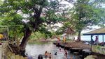 Aneh, Pantai Kok Isinya Kerbau Lagi Berkubang