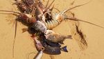 Unik! Tur Kelapa Ini Ajarkan Orang Bertahan Hidup Pakai Kelapa