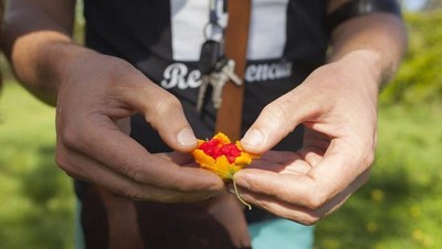 Unik! Tur Kelapa Ini Ajarkan Orang Bertahan Hidup Pakai Kelapa