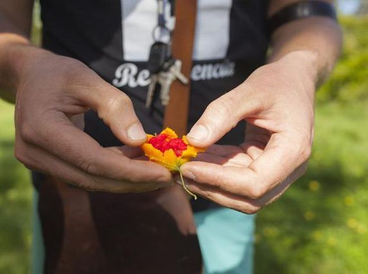 Unik! Tur Kelapa Ini Ajarkan Orang Bertahan Hidup Pakai Kelapa