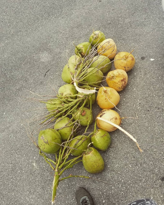 Unik! Tur Kelapa Ini Ajarkan Orang Bertahan Hidup Pakai Kelapa