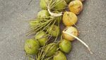 Unik! Tur Kelapa Ini Ajarkan Orang Bertahan Hidup Pakai Kelapa