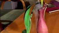 Terlalu unik, kafe ini punya konsep menyajikan minuman dengan menggunakan bunga. Kira-kira bagaimana ya caranya mengisi minuman ke dalam tumbuhan kantong semar ini? Foto: Reddit