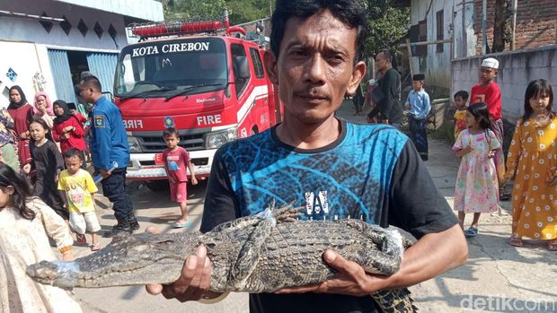 Buaya 1 Meter ditemukan di Sungai Kedung Puteri Kota Cirebon Buaya 1 Meter ditemukan di Sungai Kedung Puteri Kota Cirebon