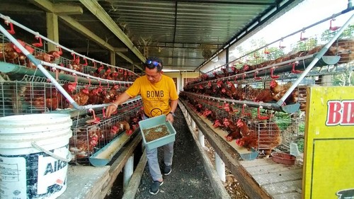 Budidaya maggot yang dikombinasikan dengan ayam petelur di Desa Kaliakah, Kecamatan Negara, Bali, Minggu (5/6/2022)