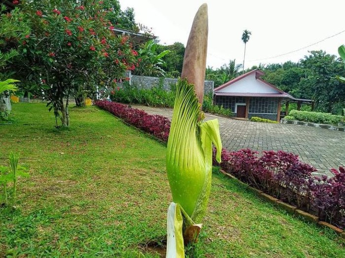 Bunga Bangkai yang tumbuh di kebun milik Wagub Sumut Musa Rajekshah